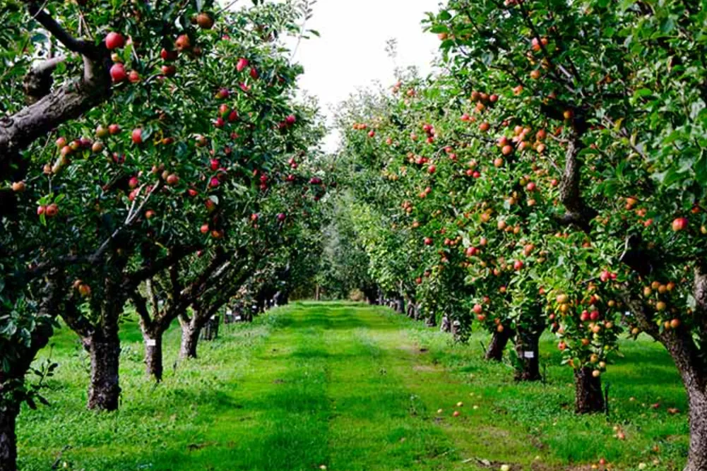 Apple Tree Life Cycle From Seed to Fruitful Harvest (Complete 2026 Guide)