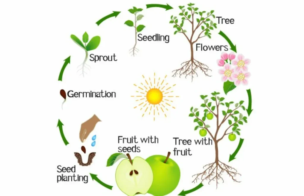 Apple Tree Life Cycle From Seed to Fruitful Harvest (Complete 2026 Guide)