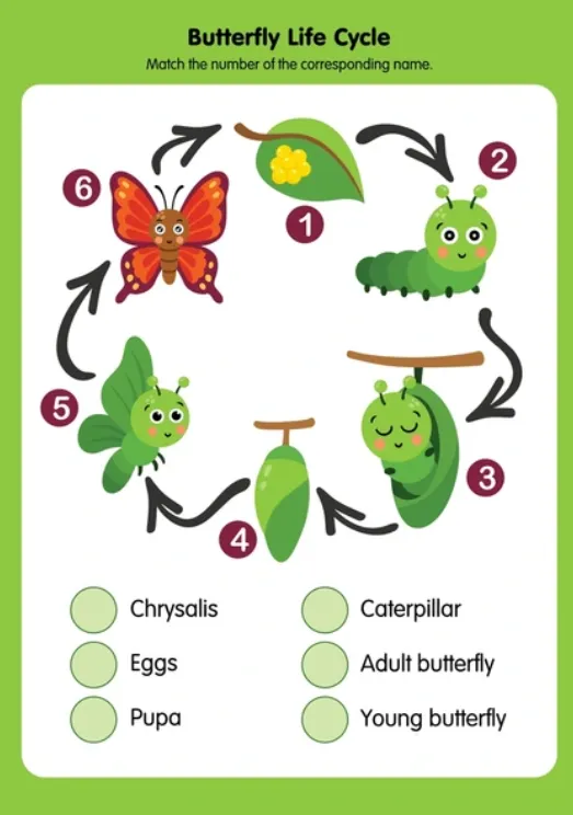 Butterfly Life Cycle for Kids A Magical Journey from Egg to Beautiful Wings