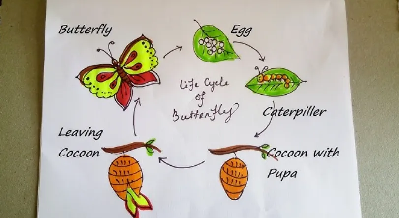 Butterfly Life Cycle for Kids A Magical Journey from Egg to Beautiful Wings