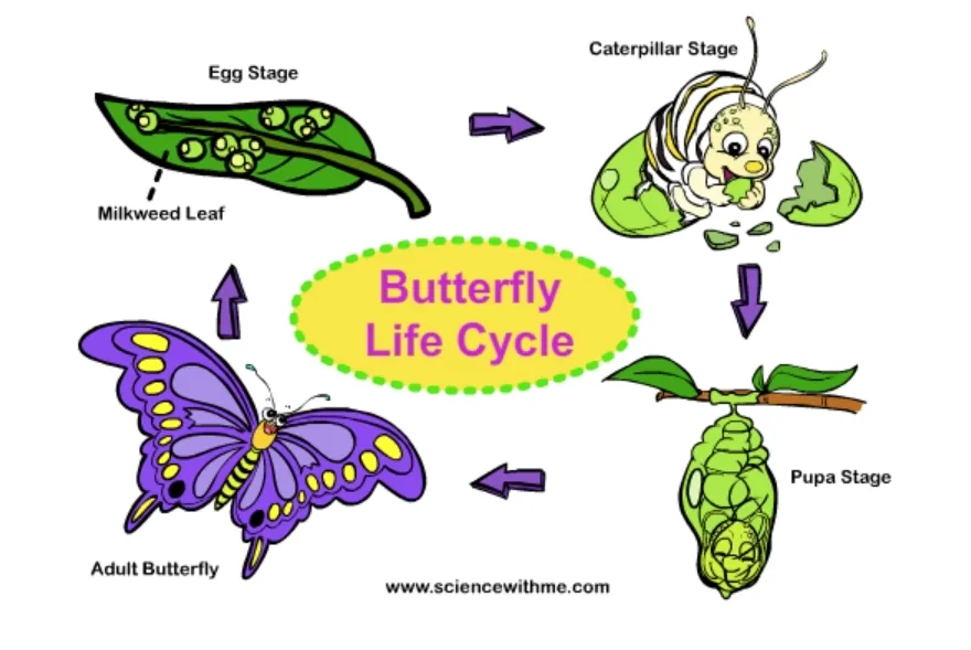 Butterfly Life Cycle for Kids A Magical Journey from Egg to Beautiful Wings