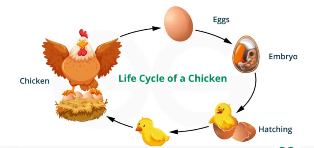 Chicken Life Cycle Complete Guide to Growth, Evolution, and Survival in Nature (2026)