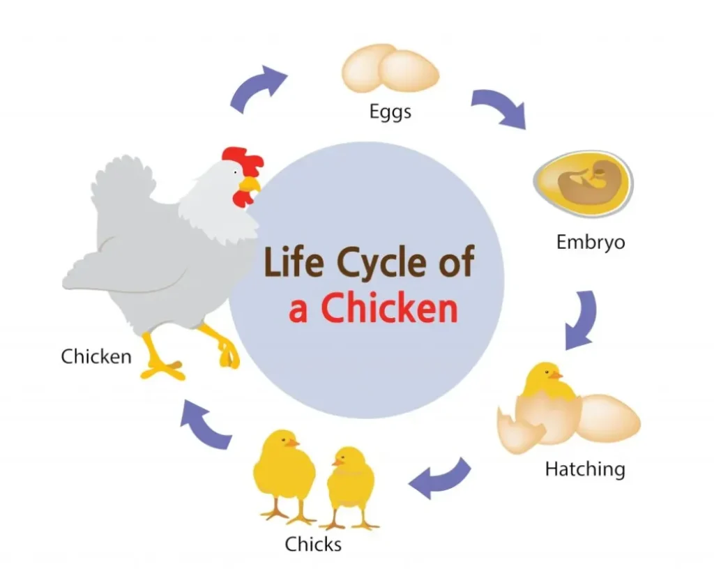 Chicken Life Cycle Complete Guide to Growth, Evolution, and Survival in Nature (2026)