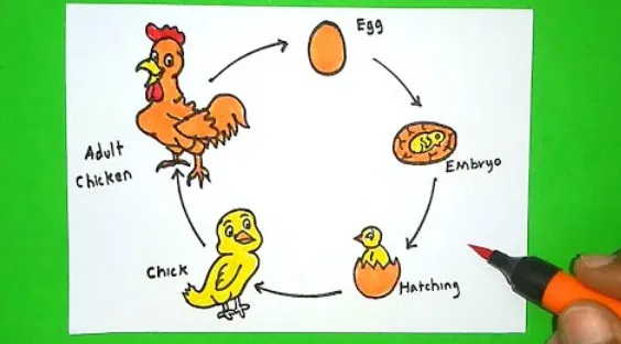 Chicken Life Cycle Complete Guide to Growth, Evolution, and Survival in Nature (2026)
