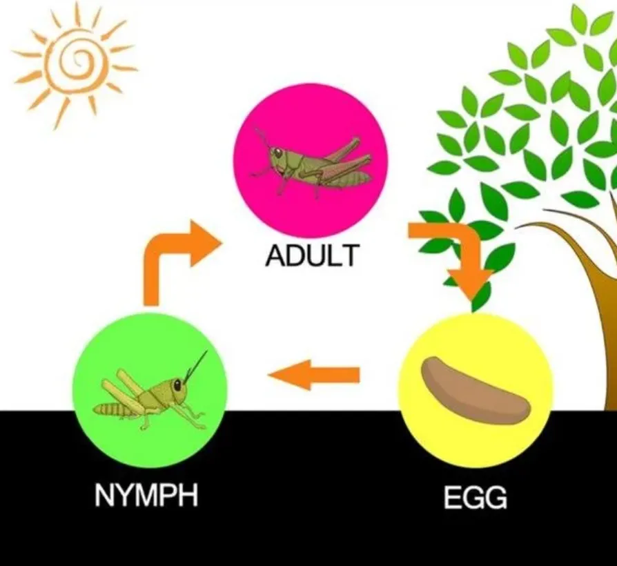 Grasshopper Insect Life Cycle Complete Guide to Growth, Survival, and Ecological Importance (2026 Update)