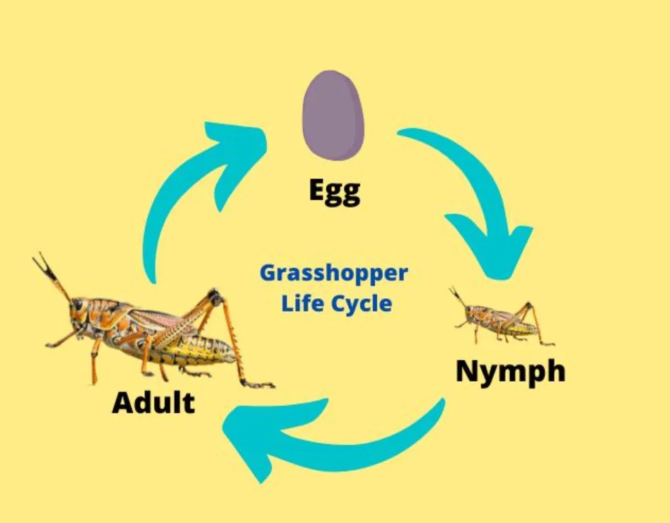 Grasshopper Insect Life Cycle Complete Guide to Growth, Survival, and Ecological Importance (2026 Update)