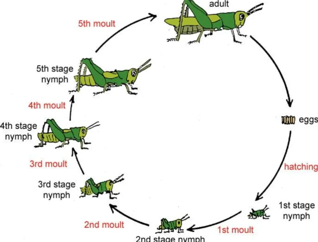 Grasshopper Insect Life Cycle Complete Guide to Growth, Survival, and Ecological Importance (2026 Update)