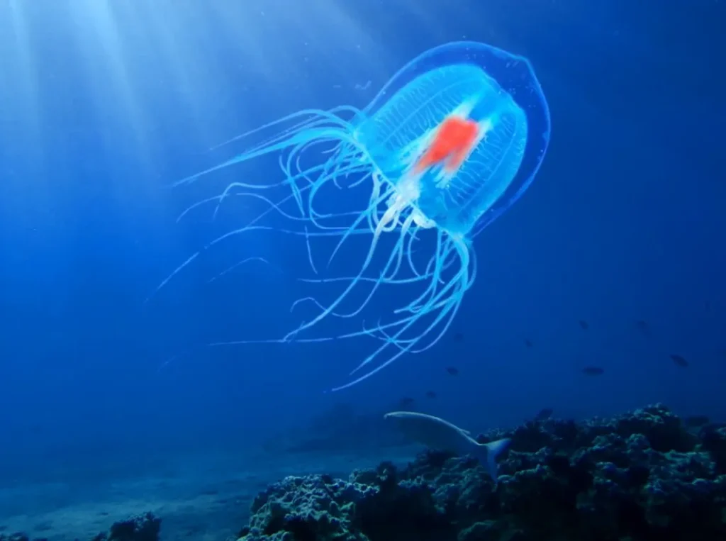 Immortal Jellyfish Life Cycle The Science Behind Nature’s “Eternal” Creature