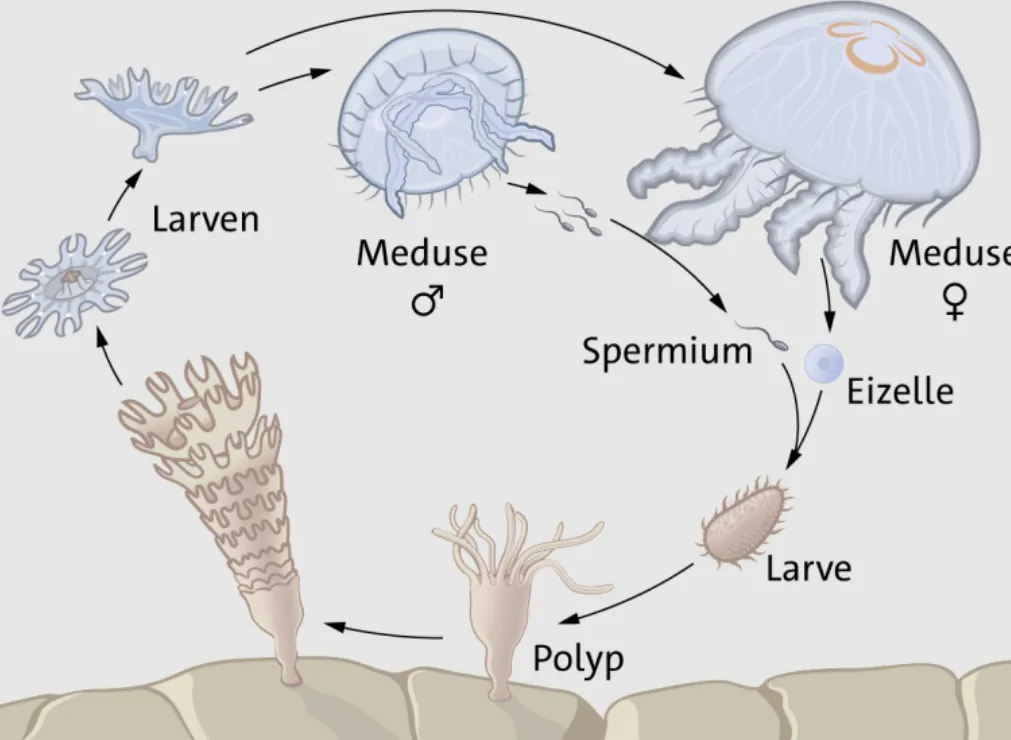 Immortal Jellyfish Life Cycle The Science Behind Nature’s “Eternal” Creature