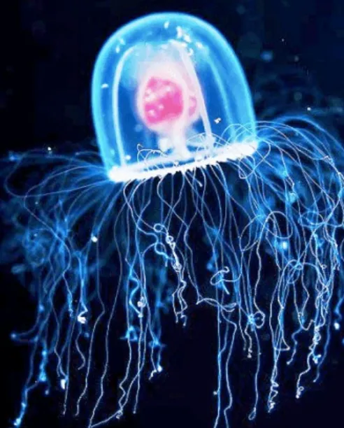 Immortal Jellyfish Life Cycle The Science Behind Nature’s “Eternal” Creature