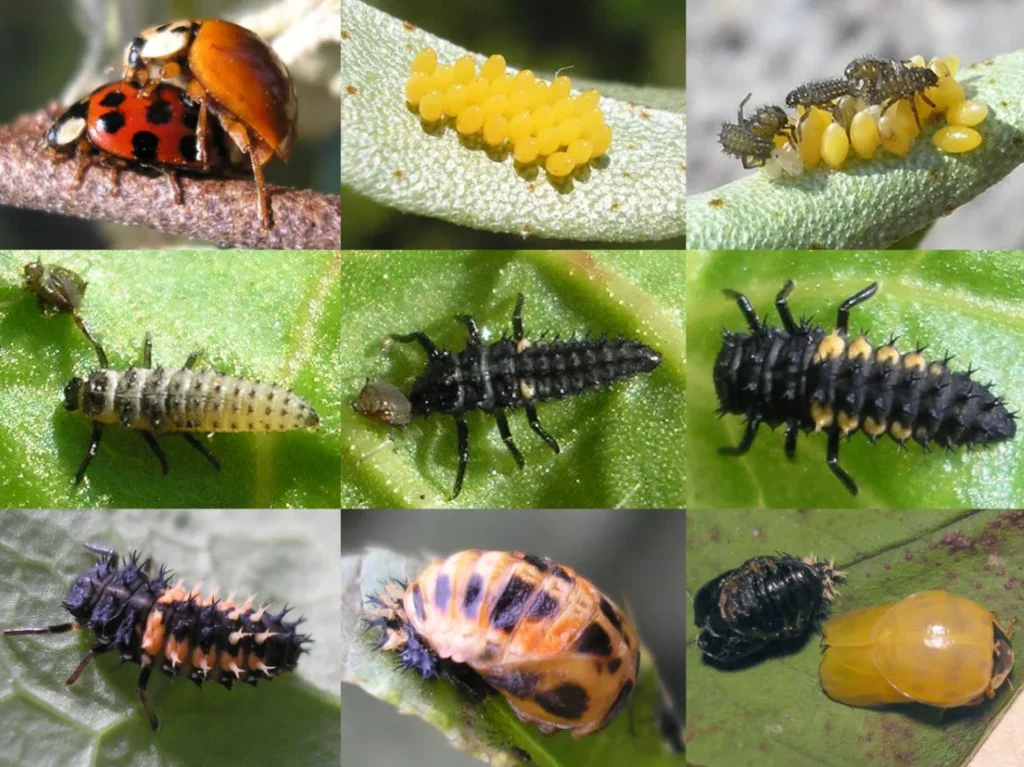 Lady Beetle Life Cycle Complete Guide to Growth, Survival, and Ecological Importance