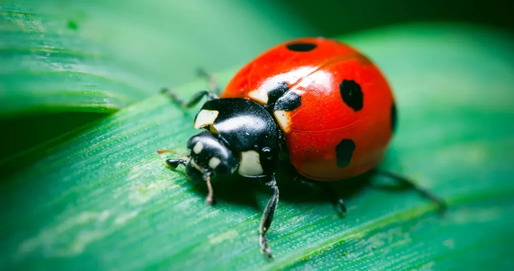 Lady Beetle Life Cycle Complete Guide to Growth, Survival, and Ecological Importance