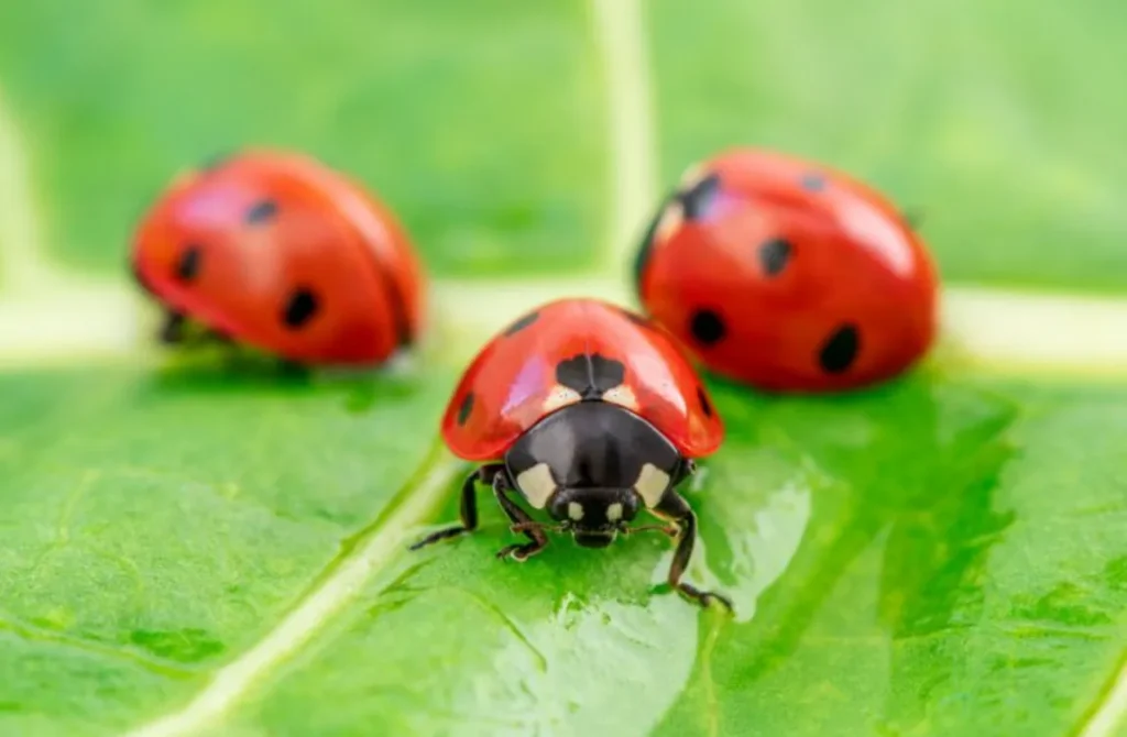 Lady Beetle Life Cycle Complete Guide to Growth, Survival, and Ecological Importance