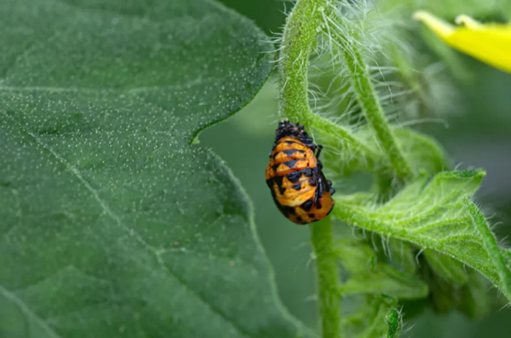 Lady Bug Cycle of Life Complete Guide to Growth, Survival, and Ecological Importance