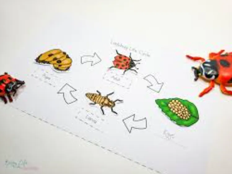 Life Cycle of a Lady Bird Stages, Survival, and Ecological Importance Explained