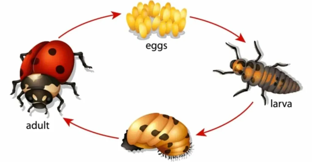 Life Cycle of a Lady Bird Stages, Survival, and Ecological Importance Explained