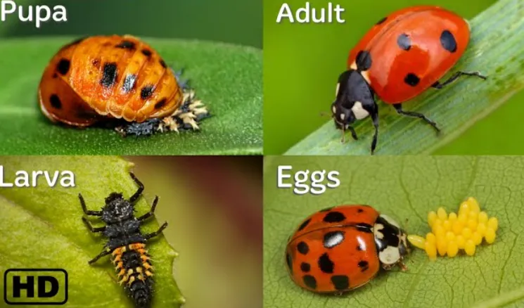 Life Cycle of a Lady Bird Stages, Survival, and Ecological Importance Explained