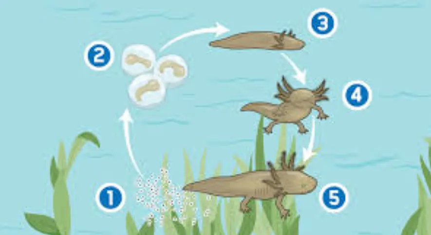 Axolotl Life Cycle Explained Complete Stages, Survival Secrets & Fascinating Facts for Beginners