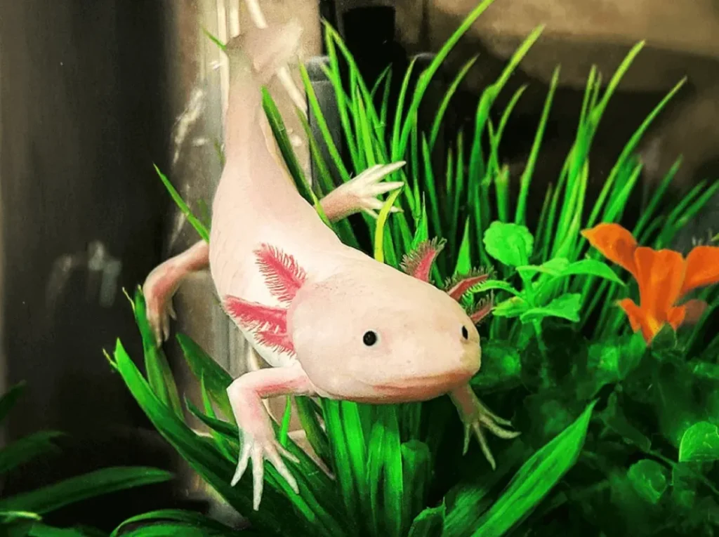 Axolotl Life Cycle Explained Complete Stages, Survival Secrets & Fascinating Facts for Beginners