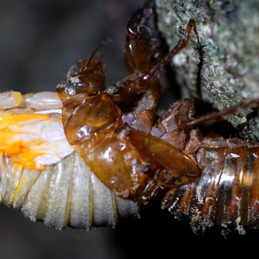 Cicada Bug Life Cycle