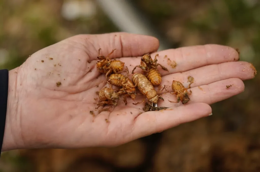 Cicada Bug Life Cycle