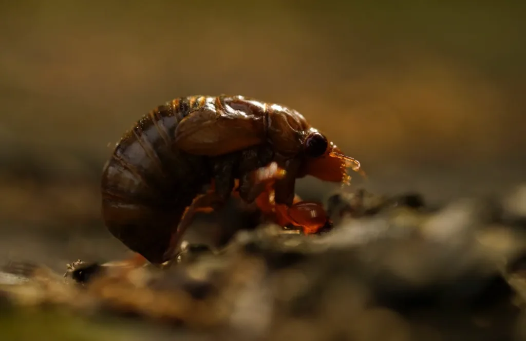 Cicada Bug Life Cycle