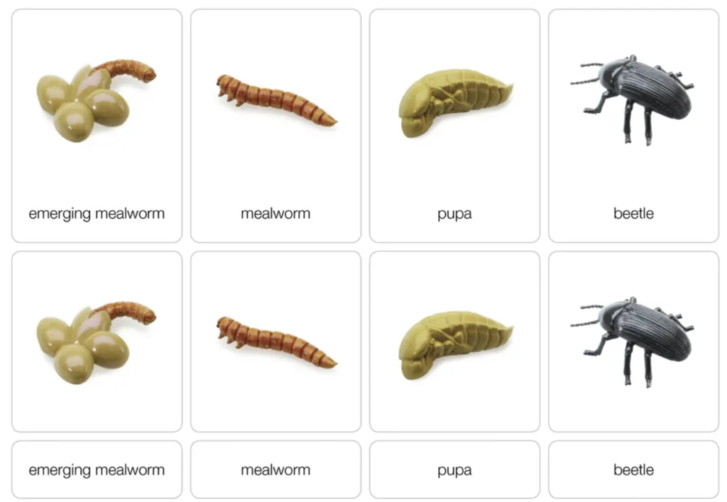 Darkling Beetle Life Cycle