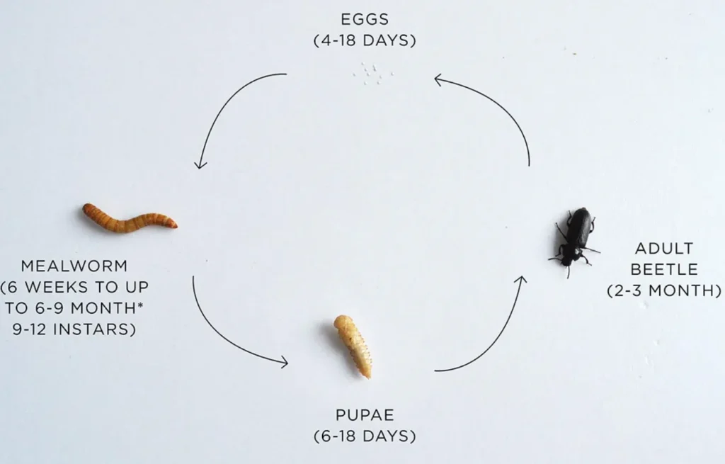 Darkling Beetle Life Cycle