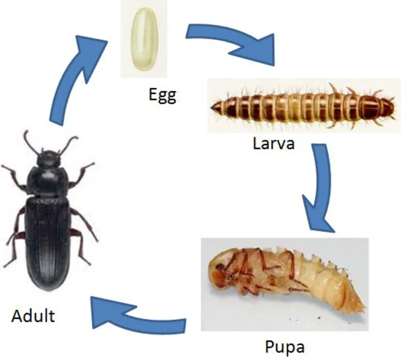 Darkling Beetle Life Cycle