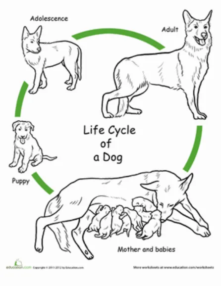 Dog Life Cycle