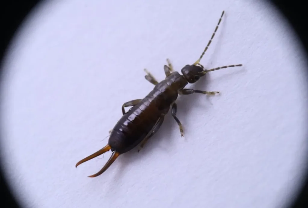 Earwig Life Cycle
