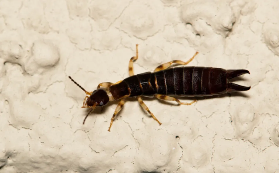 Earwig Life Cycle