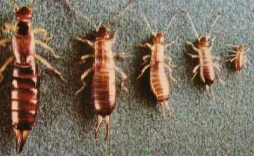 Earwig Life Cycle