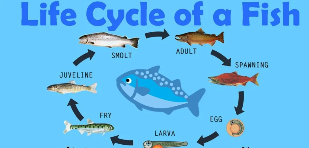 Fish Life Cycle
