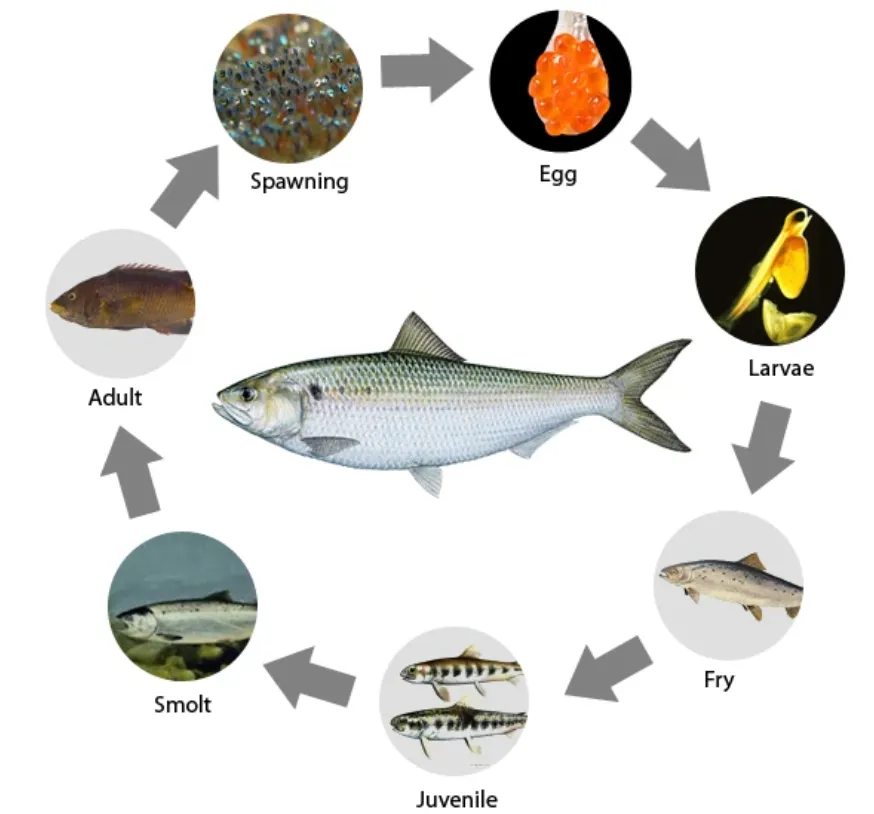 Fish Life Cycle