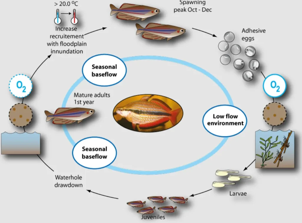 Fish Life Cycle