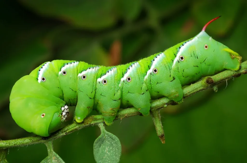 Hornworm Life Cycle