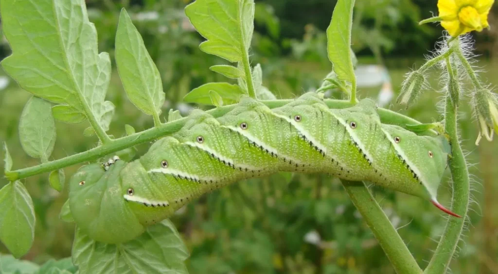 Hornworm Life Cycle
