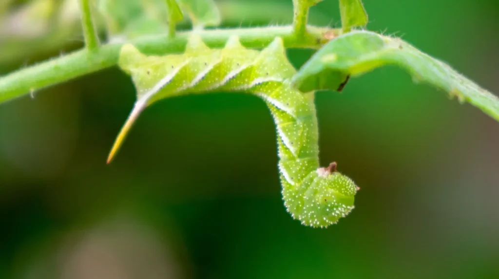 Hornworm Life Cycle