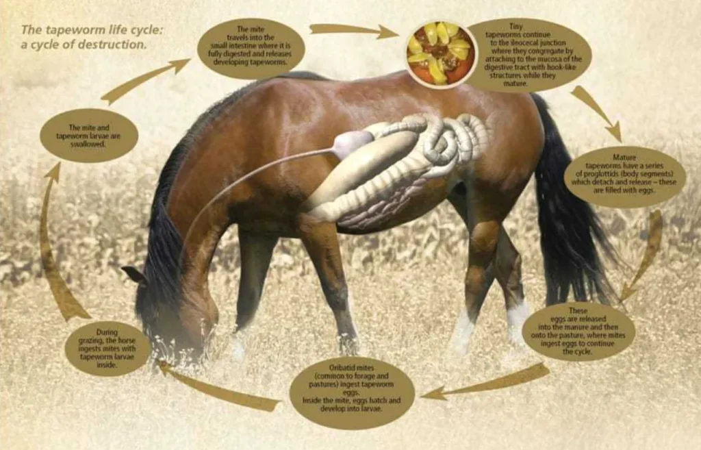 Horse Fly Larva Life Cycle
