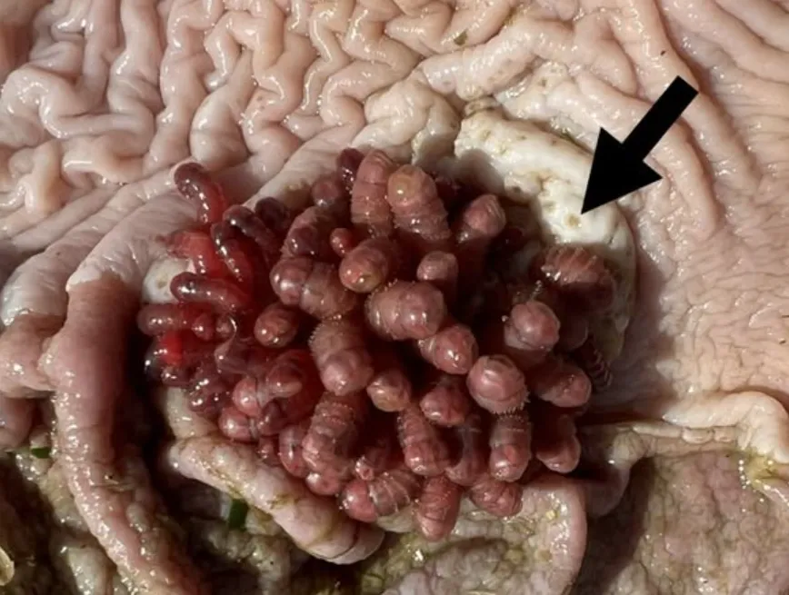 Horse Fly Larva Life Cycle