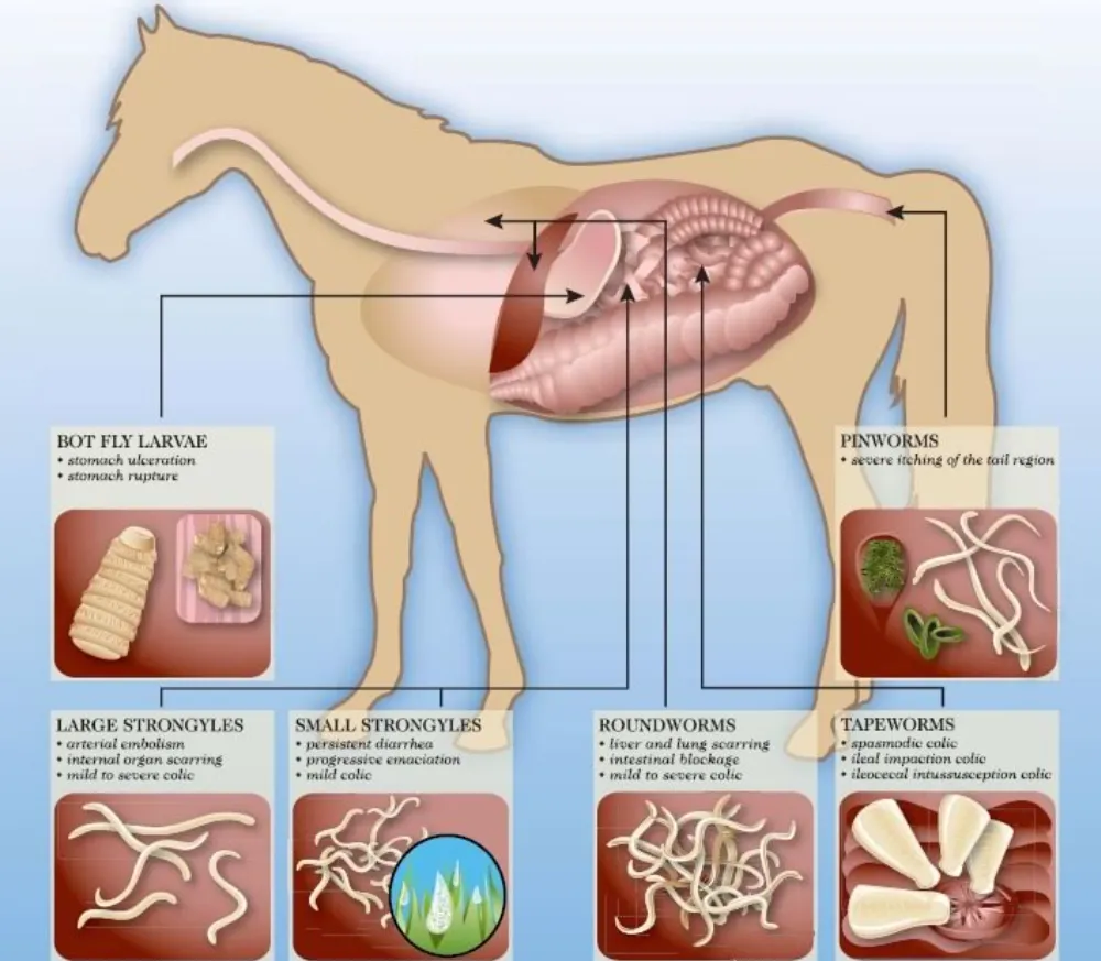 Horse Fly Larva Life Cycle