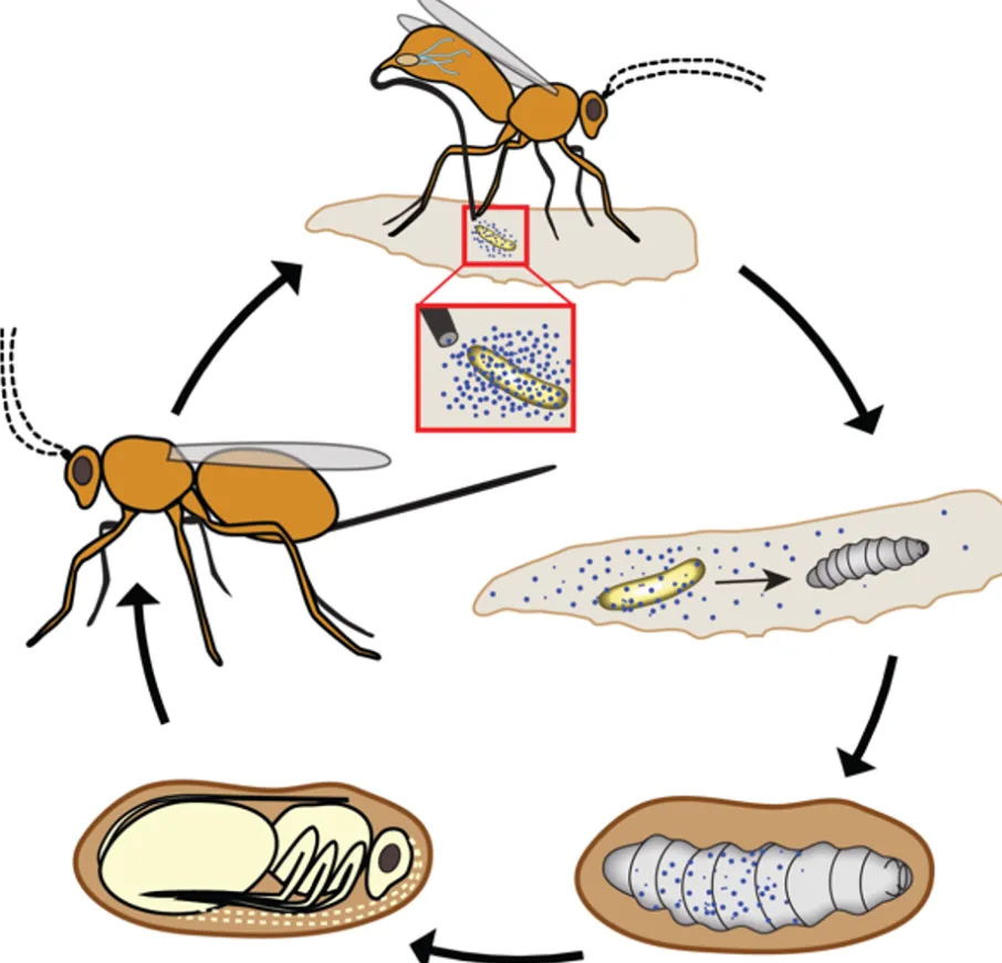 Hymenoptera Life Cycle
