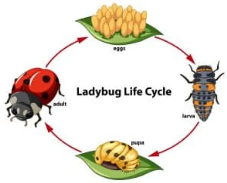 Hymenoptera Life Cycle
