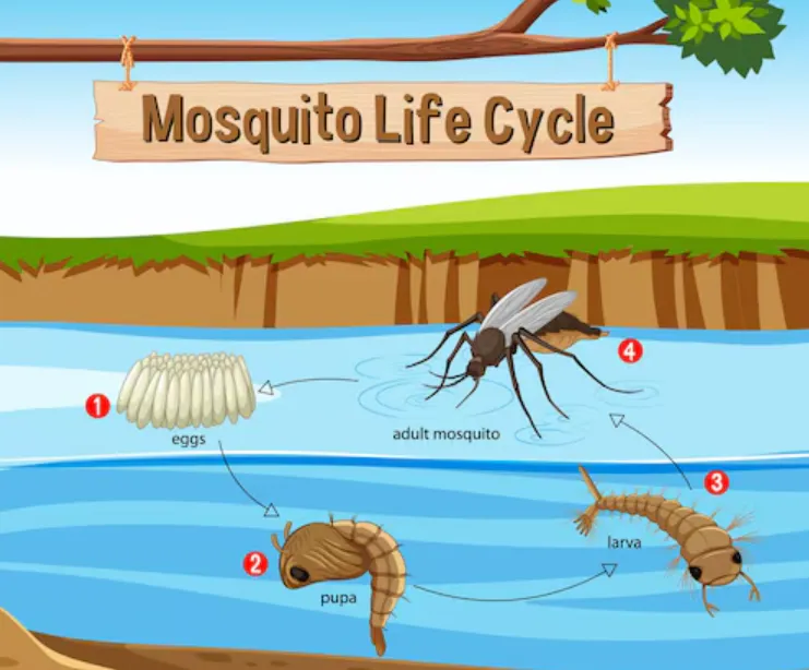 Life Cycle for Mosquito