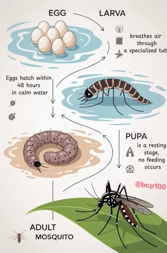 Life Cycle for Mosquito