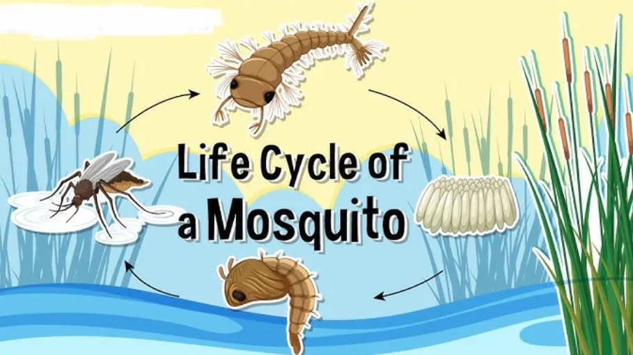 Life Cycle for Mosquito