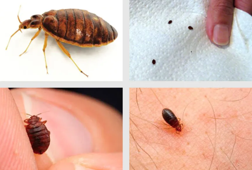 Life Cycle of Bed Bugs Complete Guide to Their Growth, Survival, and Control (2026 Updated)