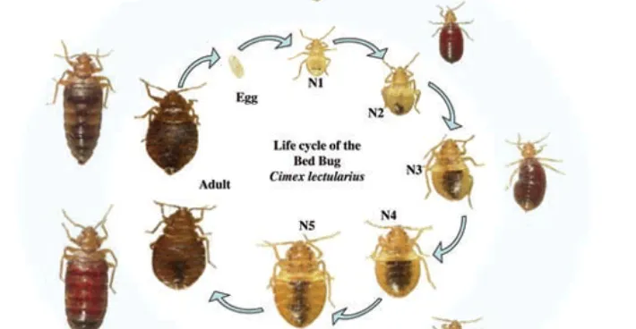 Life Cycle of Bed Bugs Complete Guide to Their Growth, Survival, and Control (2026 Updated)