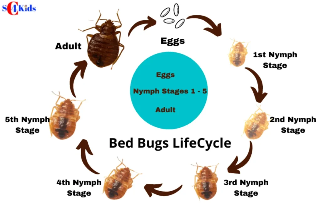 Life Cycle of Bed Bugs Complete Guide to Their Growth, Survival, and Control (2026 Updated)